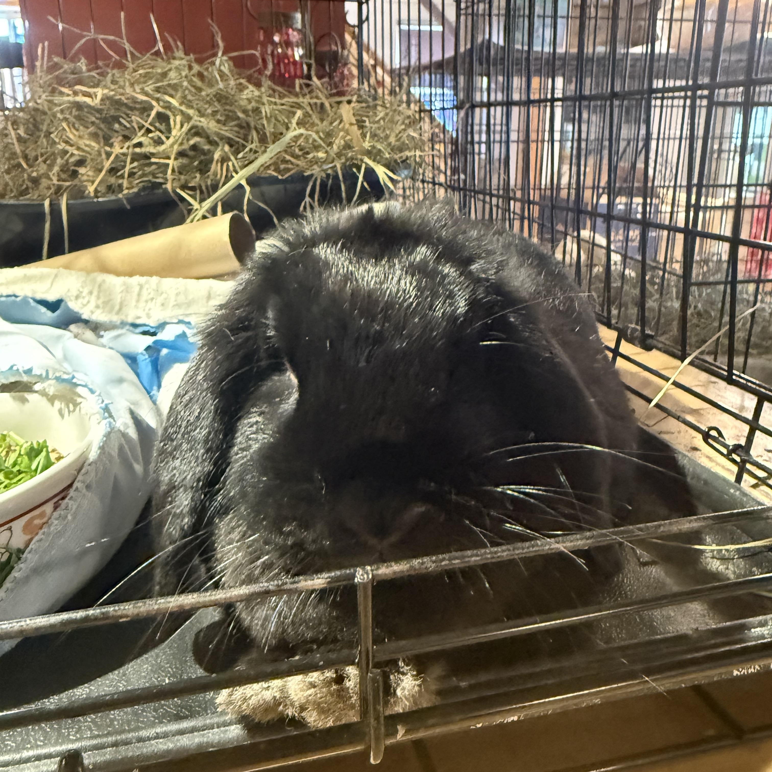 Enlarge Mindy, a Adoptable Holland Lop in Norwalk, CT image 3/5