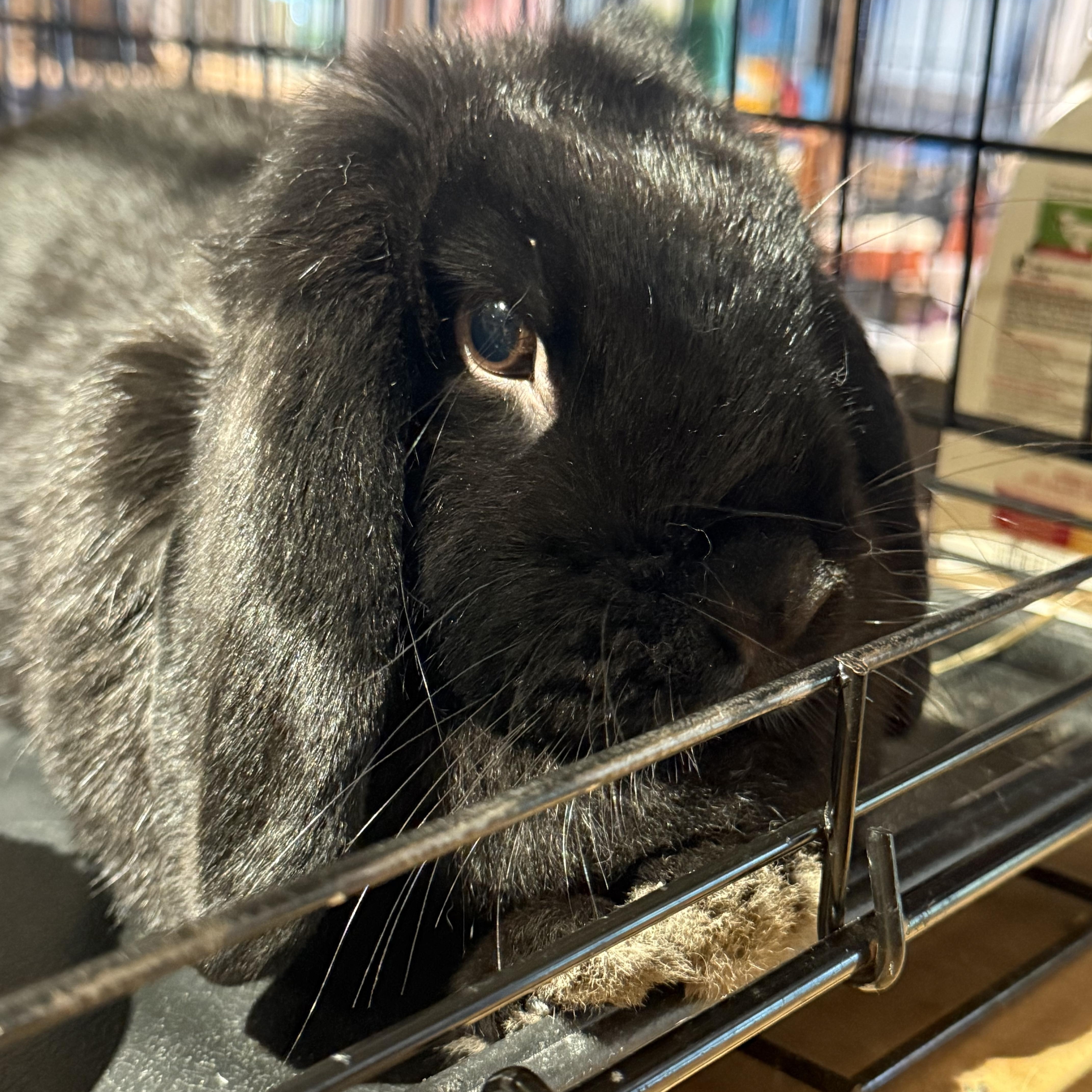 Enlarge Mindy, a Adoptable Holland Lop in Norwalk, CT image 2/5