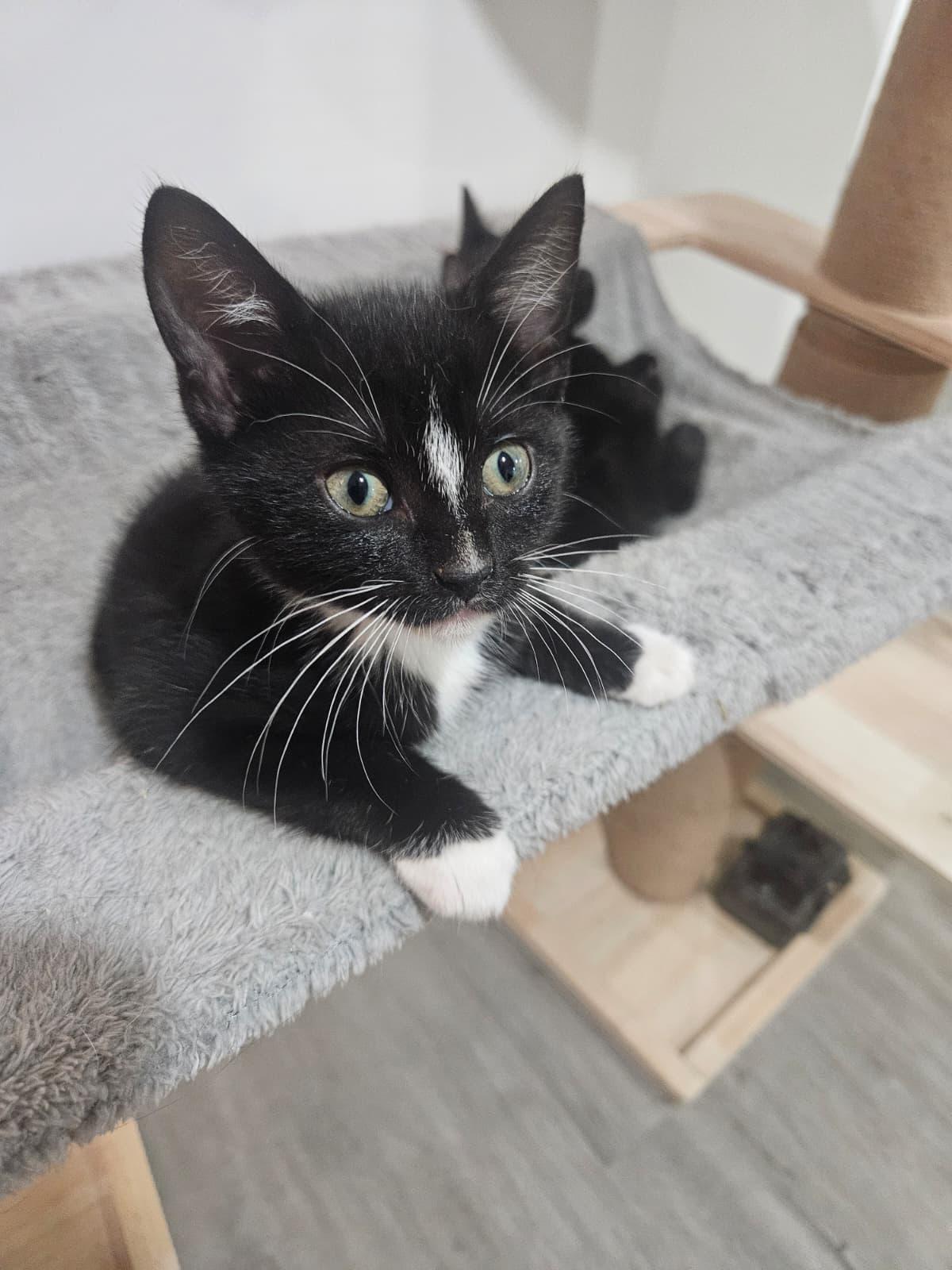 Victoria & Savannah, a Adoptable Domestic Short Hair in Larchmont, NY image 6/6