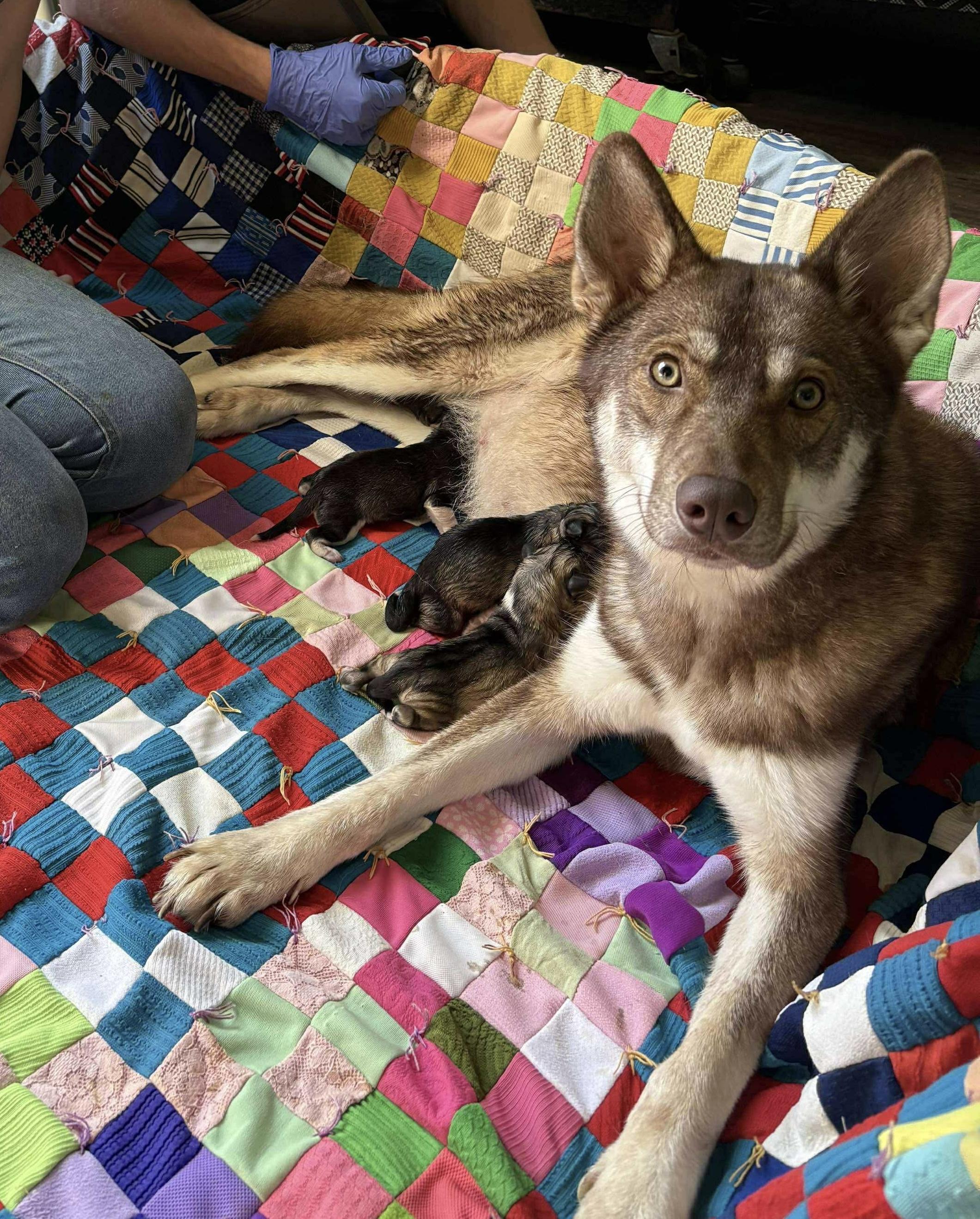 Ginger, Adoptable, Adult Female Siberian Husky.