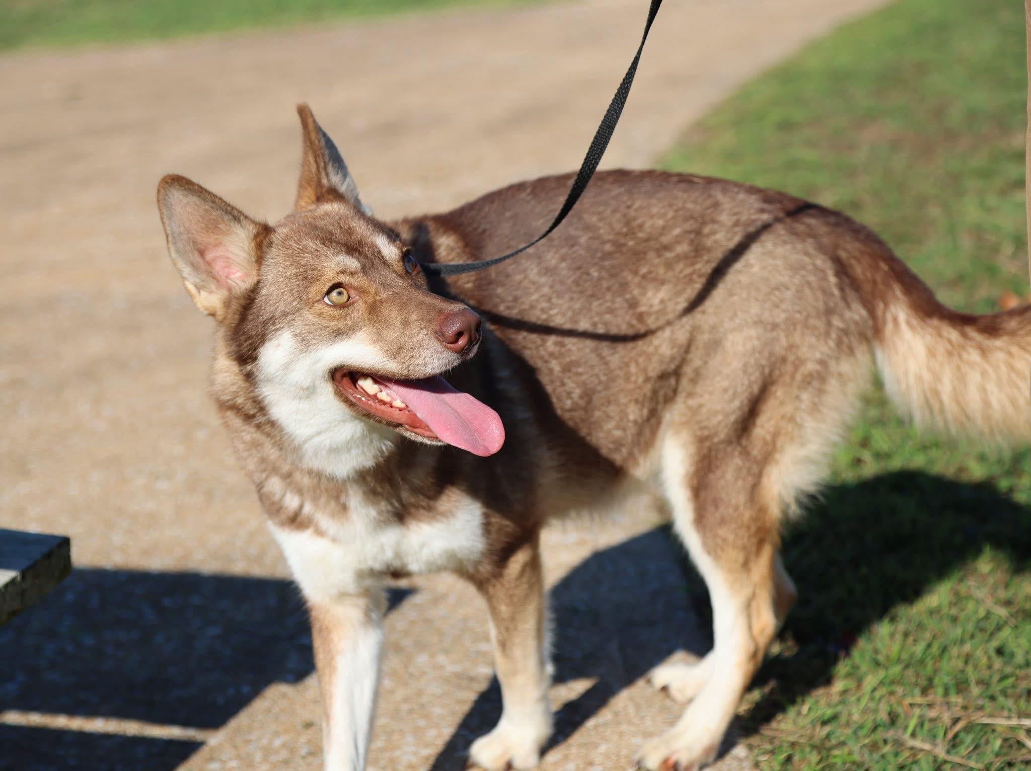 Ginger, a Adoptable Siberian Husky in Cherokee Village, AR image 2/2