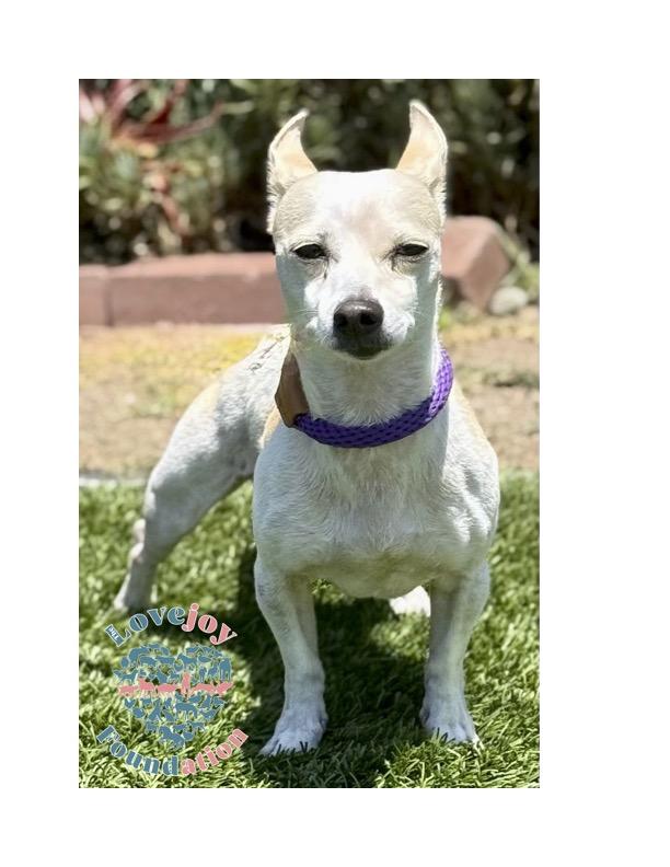 Say hello to Hot Dog This 5 Year Old male Chihuahua Mix was surrendered along with his brother Gizm