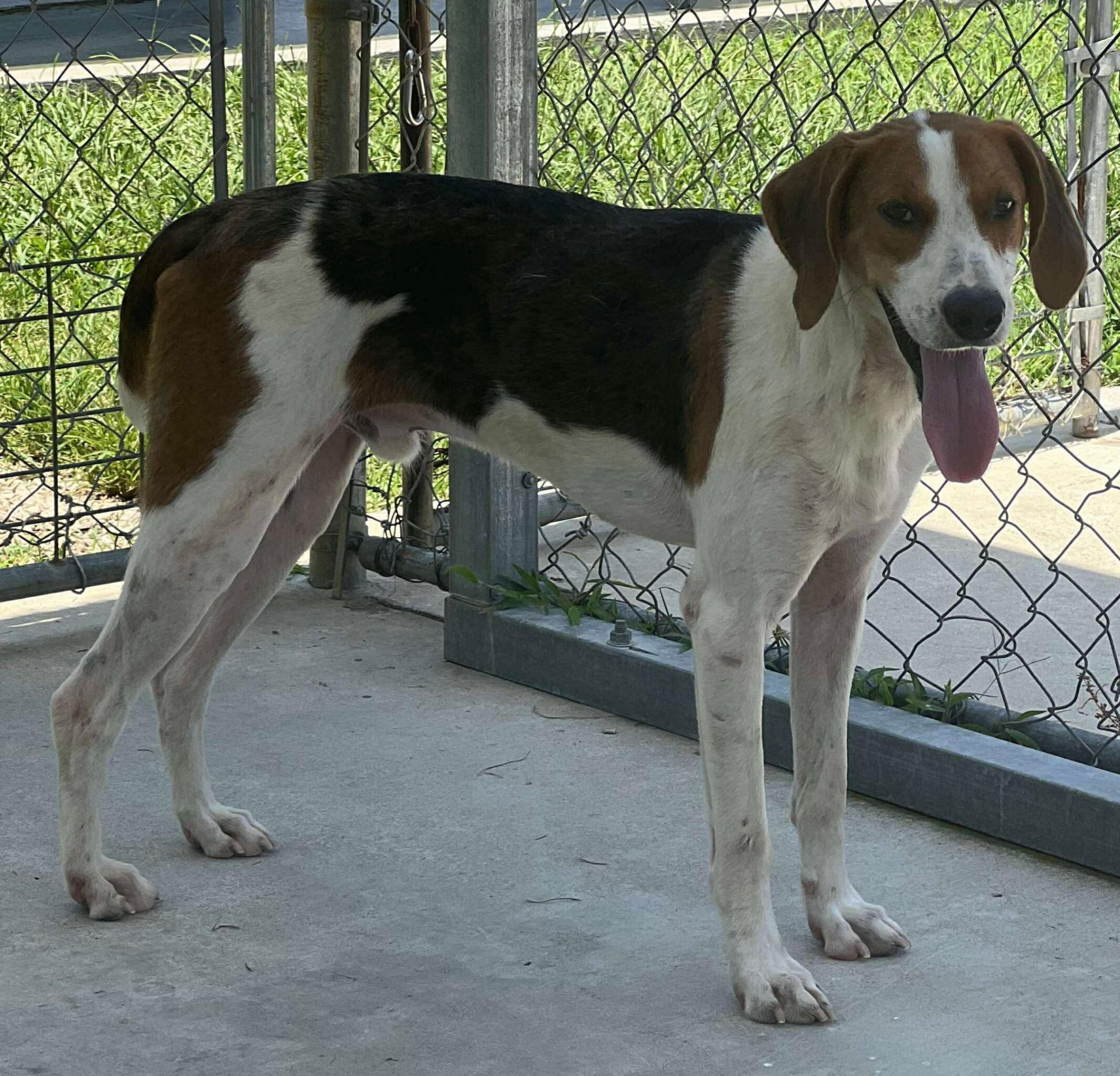 Theodore, Adoptable, Adult Male Treeing Walker Coonhound.