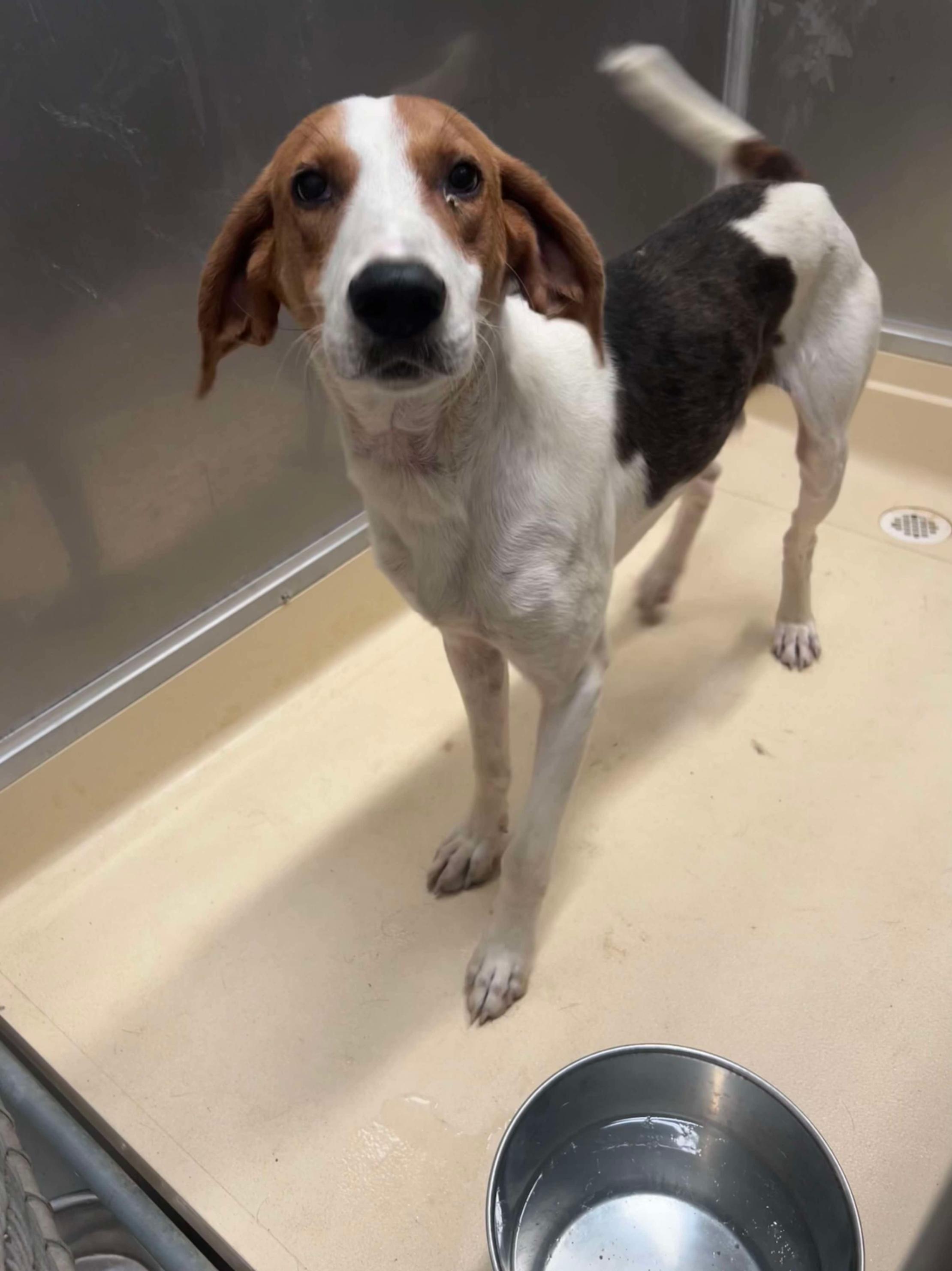 Theodore, a Adoptable Treeing Walker Coonhound in Burgaw, NC image 2/2