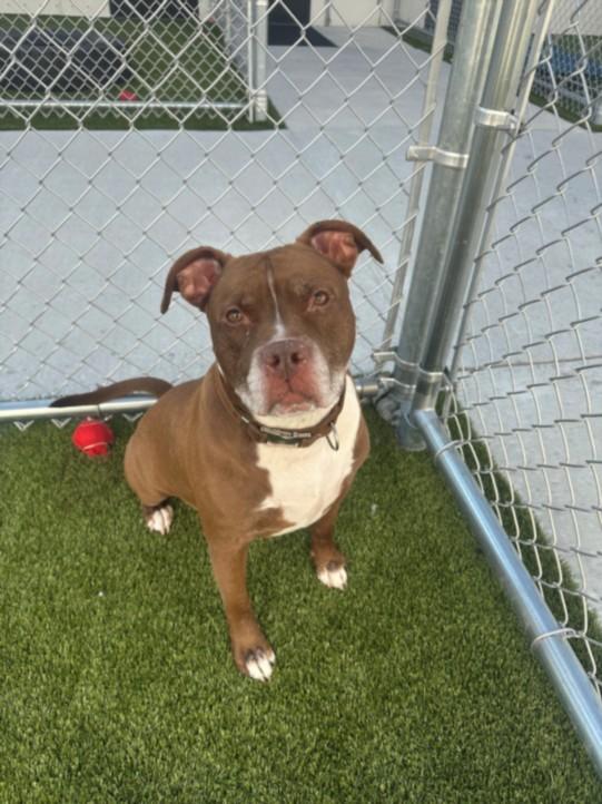 WHOPPER, Adoptable, Adult Male Pit Bull Terrier.