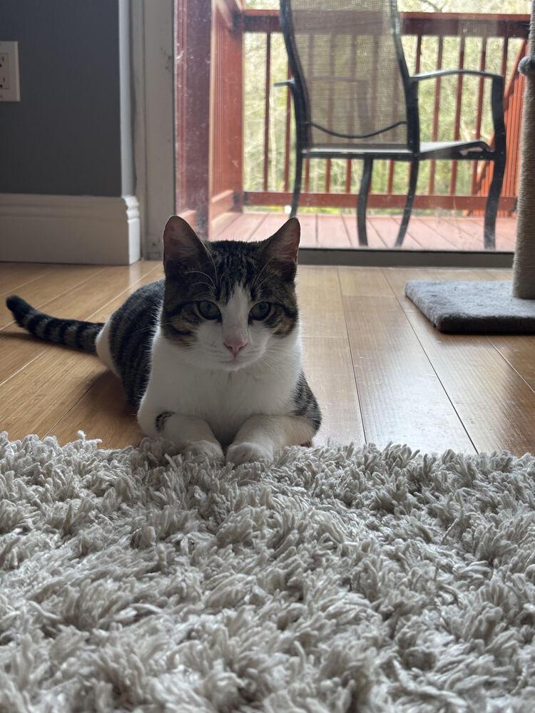 Brownie, Adoptable, Young Male Domestic Short Hair.