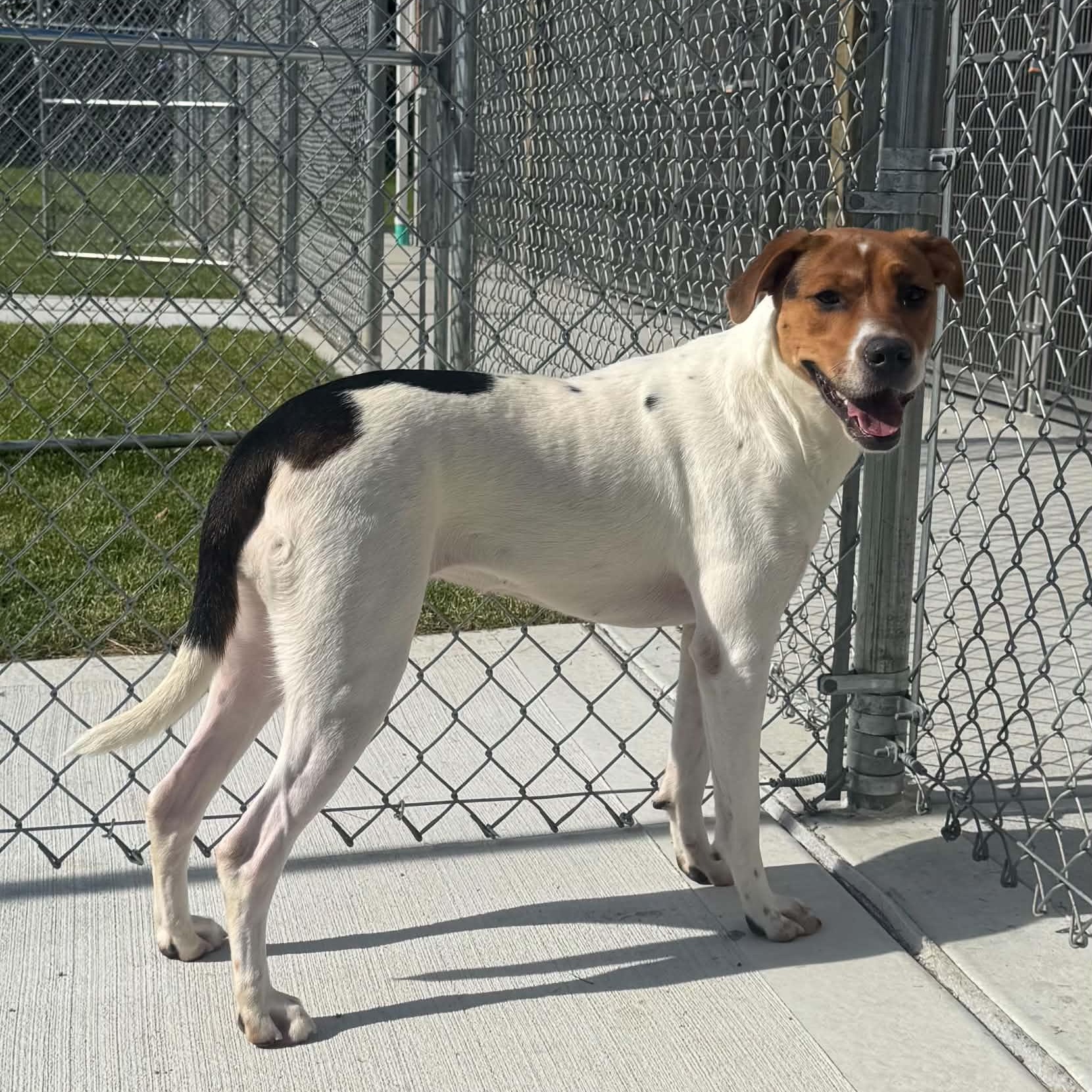 Enlarge Roxie, a Adoptable mixed breed in Danbury, CT image 2/5