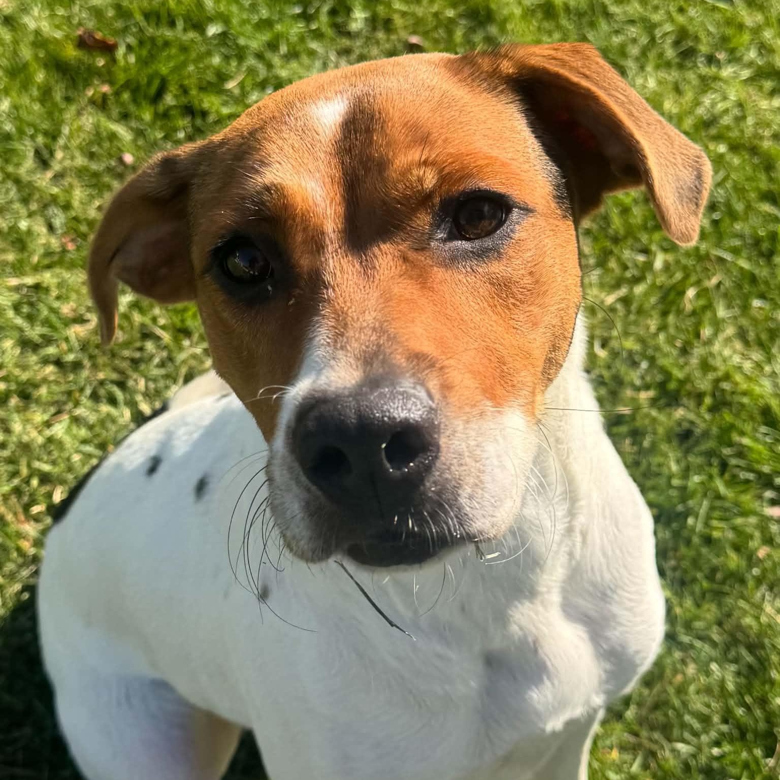 Enlarge Roxie, a Adoptable mixed breed in Danbury, CT image 3/5