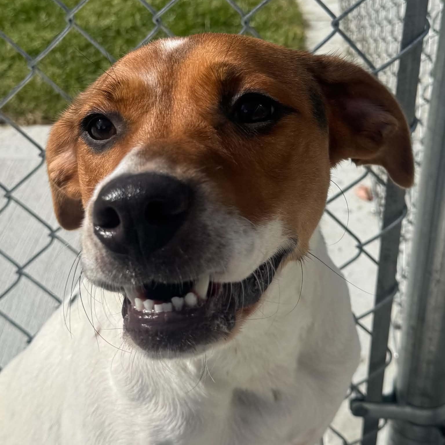 Enlarge Roxie, a Adoptable mixed breed in Danbury, CT image 1/5