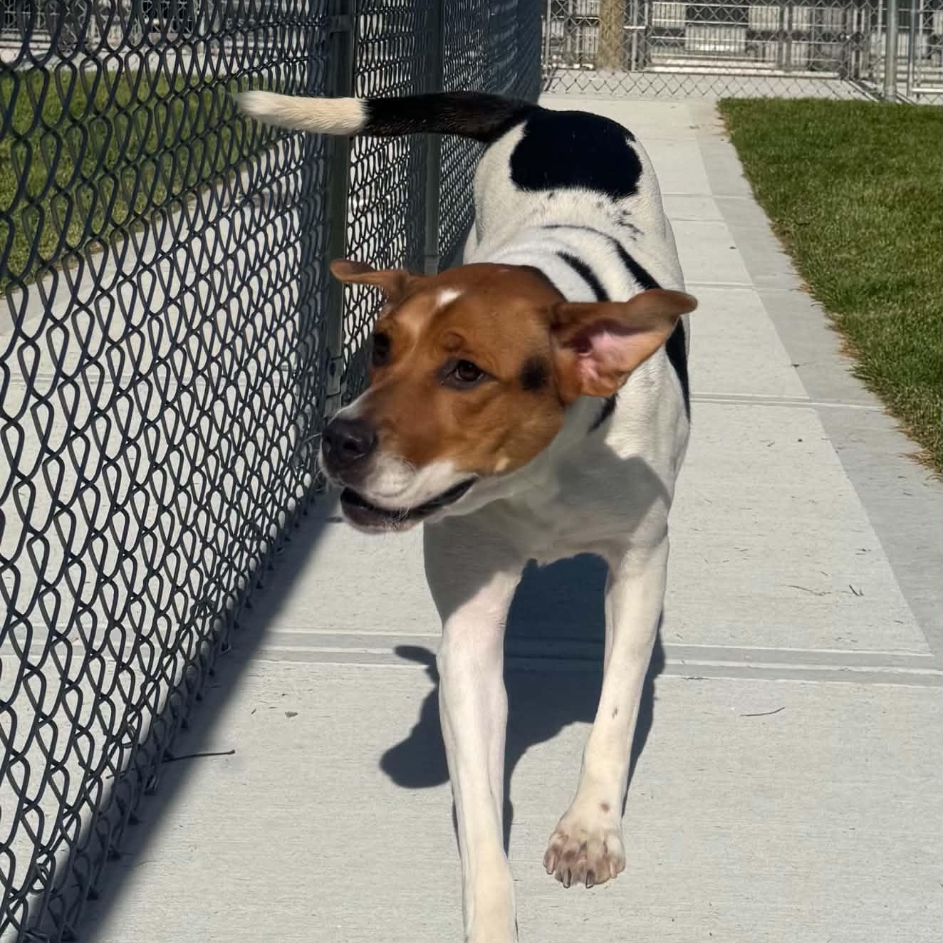 Enlarge Roxie, a Adoptable mixed breed in Danbury, CT image 4/5