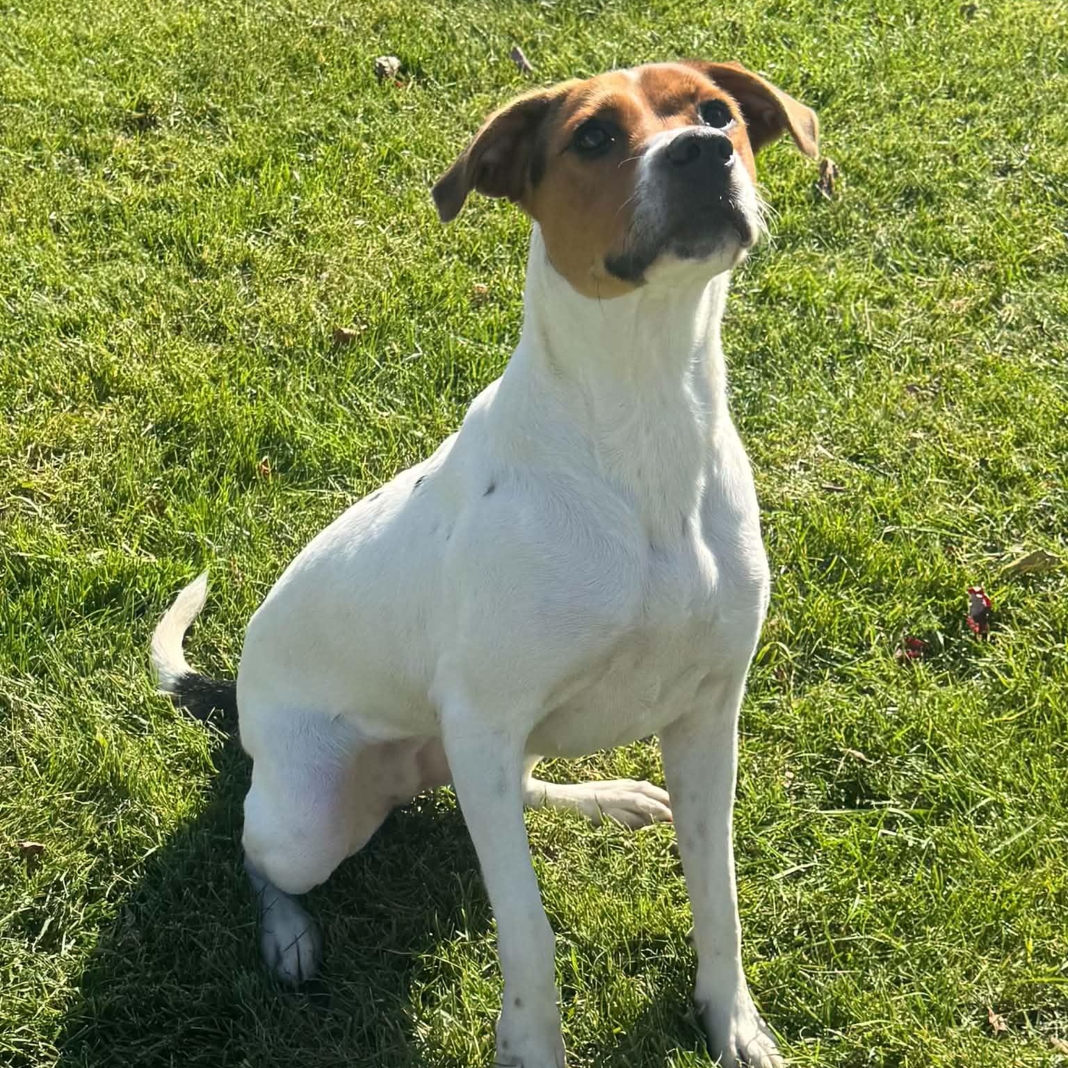 Enlarge Roxie, a Adoptable mixed breed in Danbury, CT image 5/5