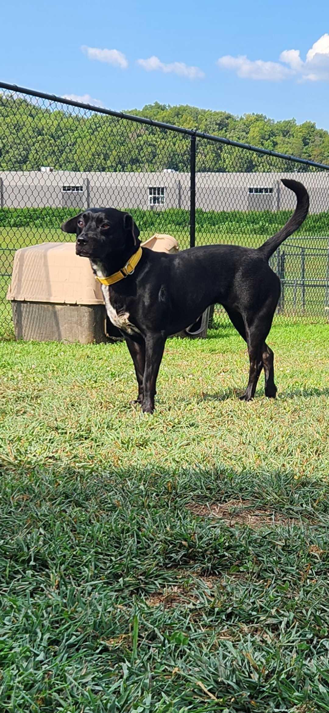 Enlarge Abby, a Adoptable mixed breed in Sevierville, TN image 3/5