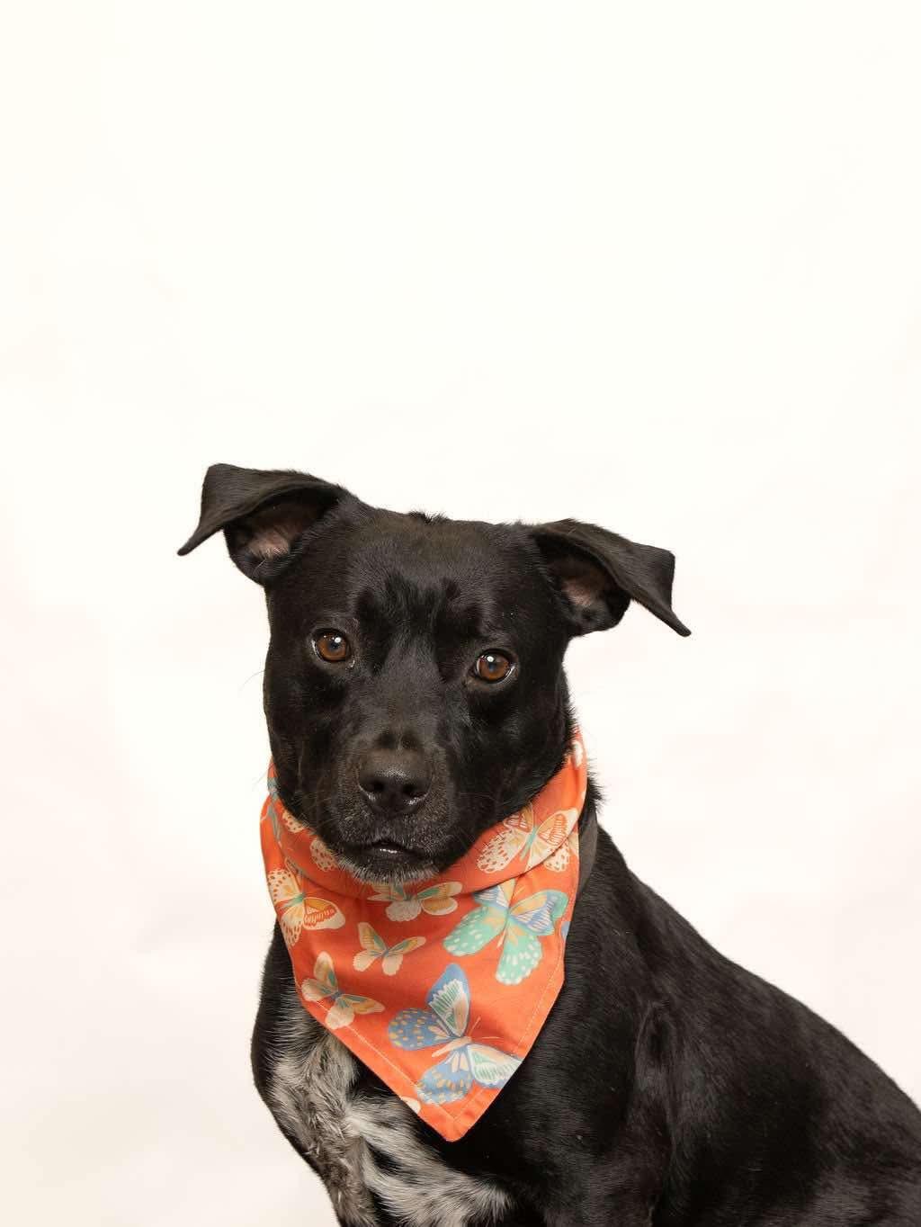 Enlarge Abby, a Adoptable mixed breed in Sevierville, TN image 2/5