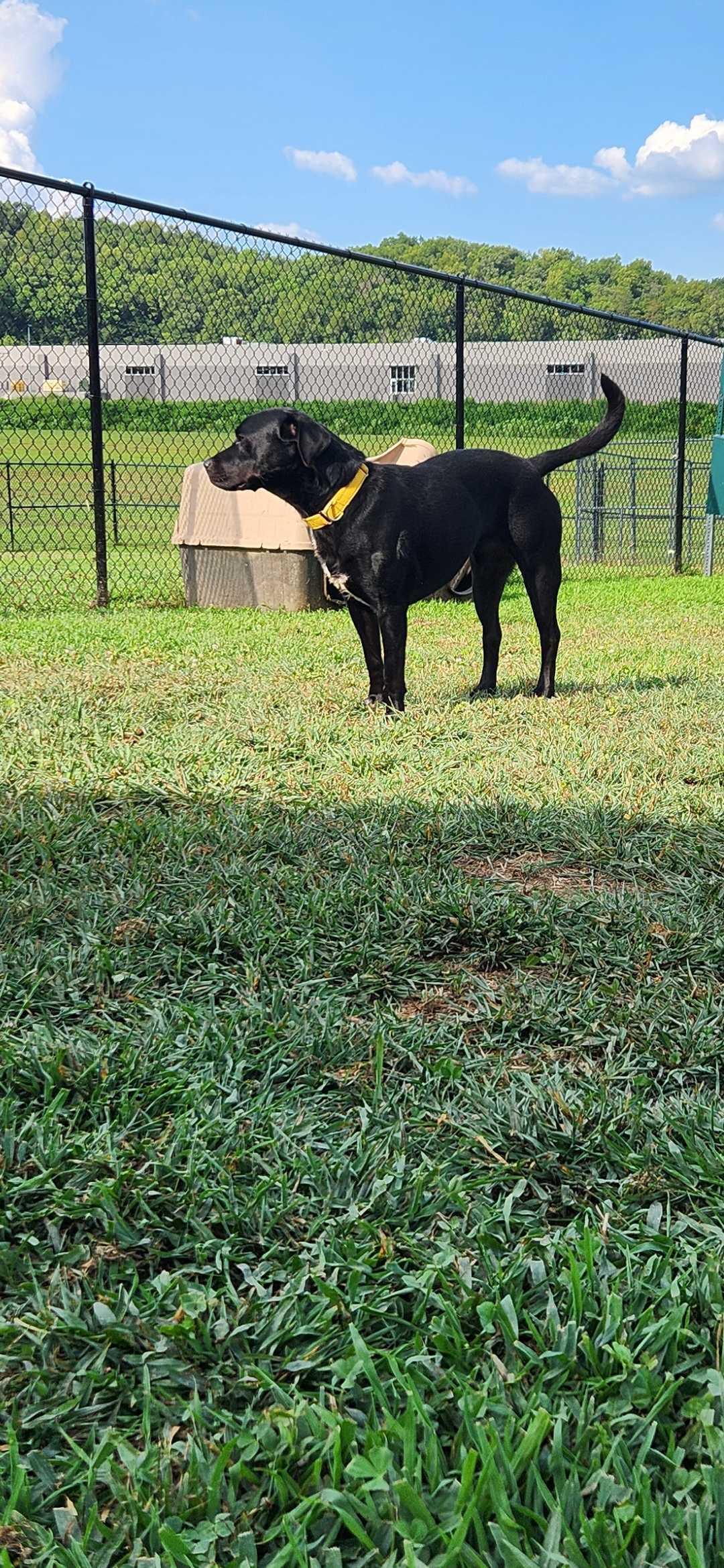 Enlarge Abby, a Adoptable mixed breed in Sevierville, TN image 4/5