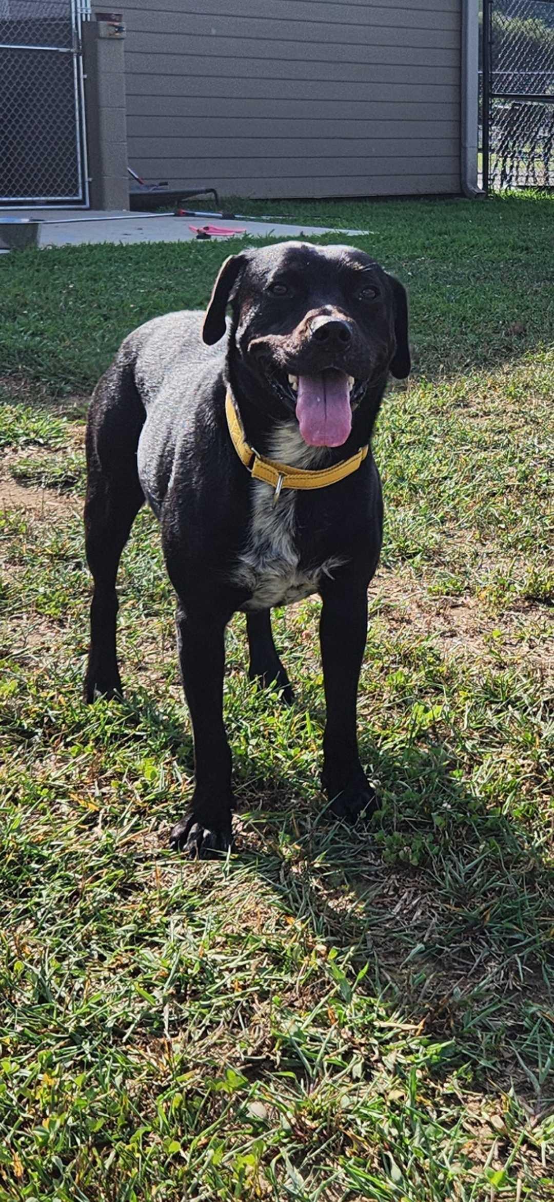 Enlarge Abby, a Adoptable mixed breed in Sevierville, TN image 5/5