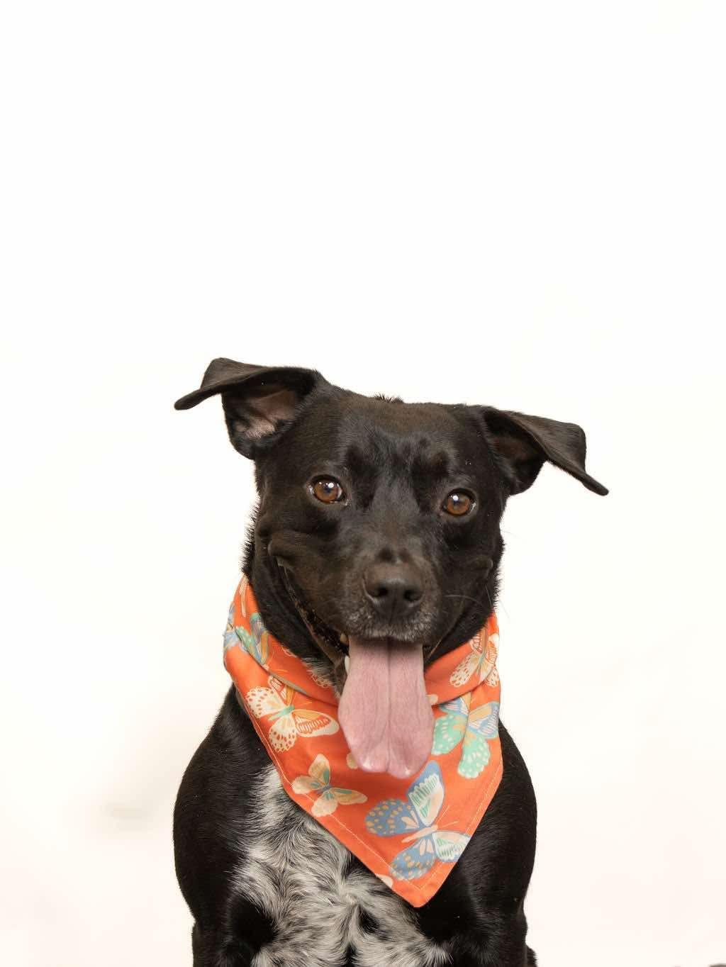 Enlarge Abby, a Adoptable mixed breed in Sevierville, TN image 1/5