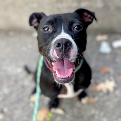 Enlarge Cassidy, a Adoptable Mixed Breed in Miamitown, OH image 3/3