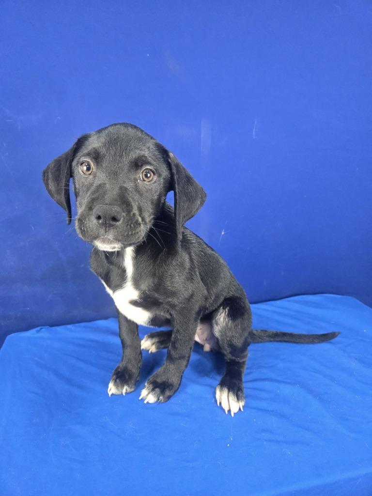 Enlarge Whopper, a Adoptable Mixed Breed in Ruston, LA image 1/1