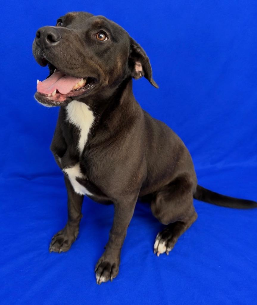 Whopper, Adoptable, Young Female Mixed Breed.