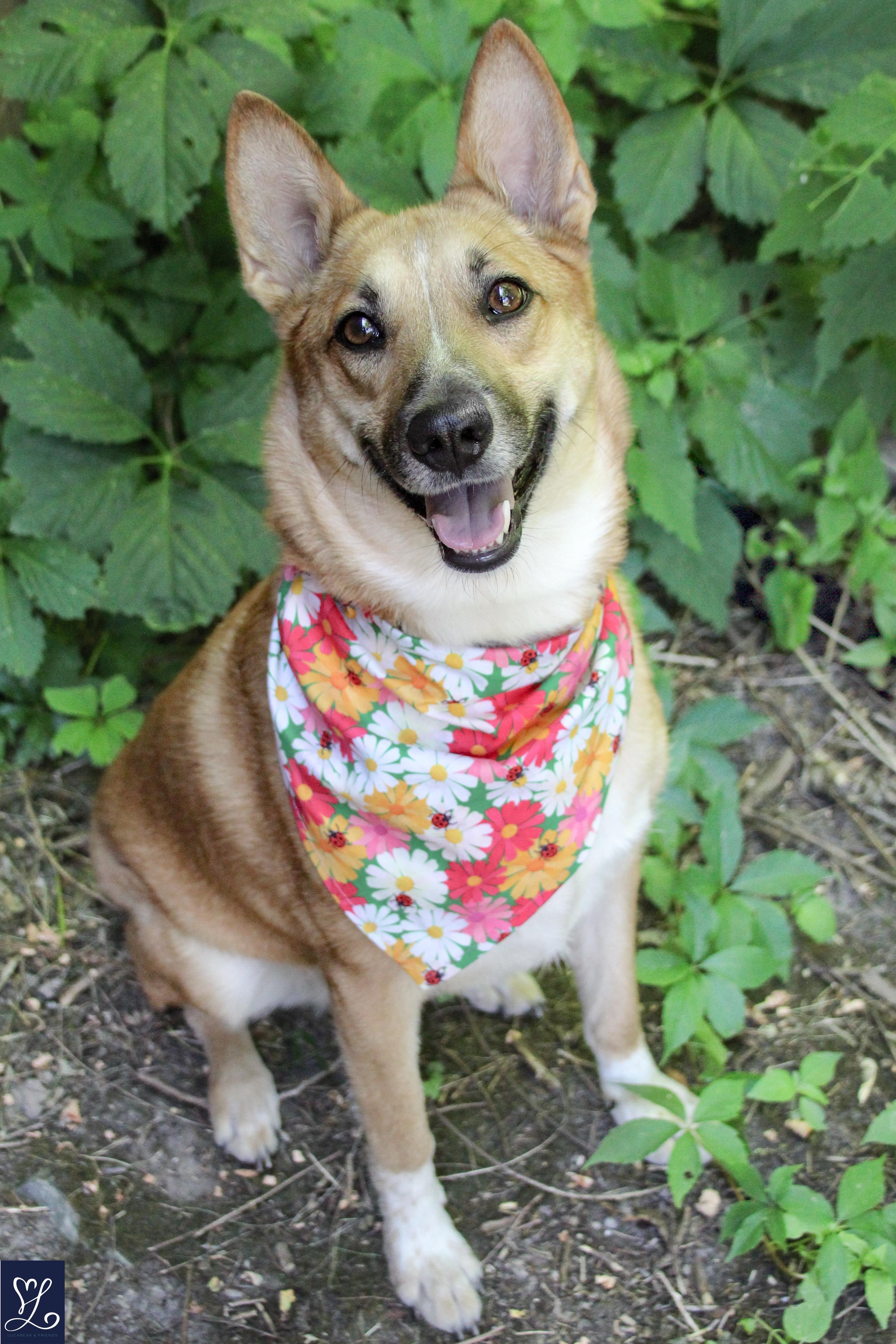 Foxy, a Adoptable mixed breed in CHURCHVILLE, NY image 2/4