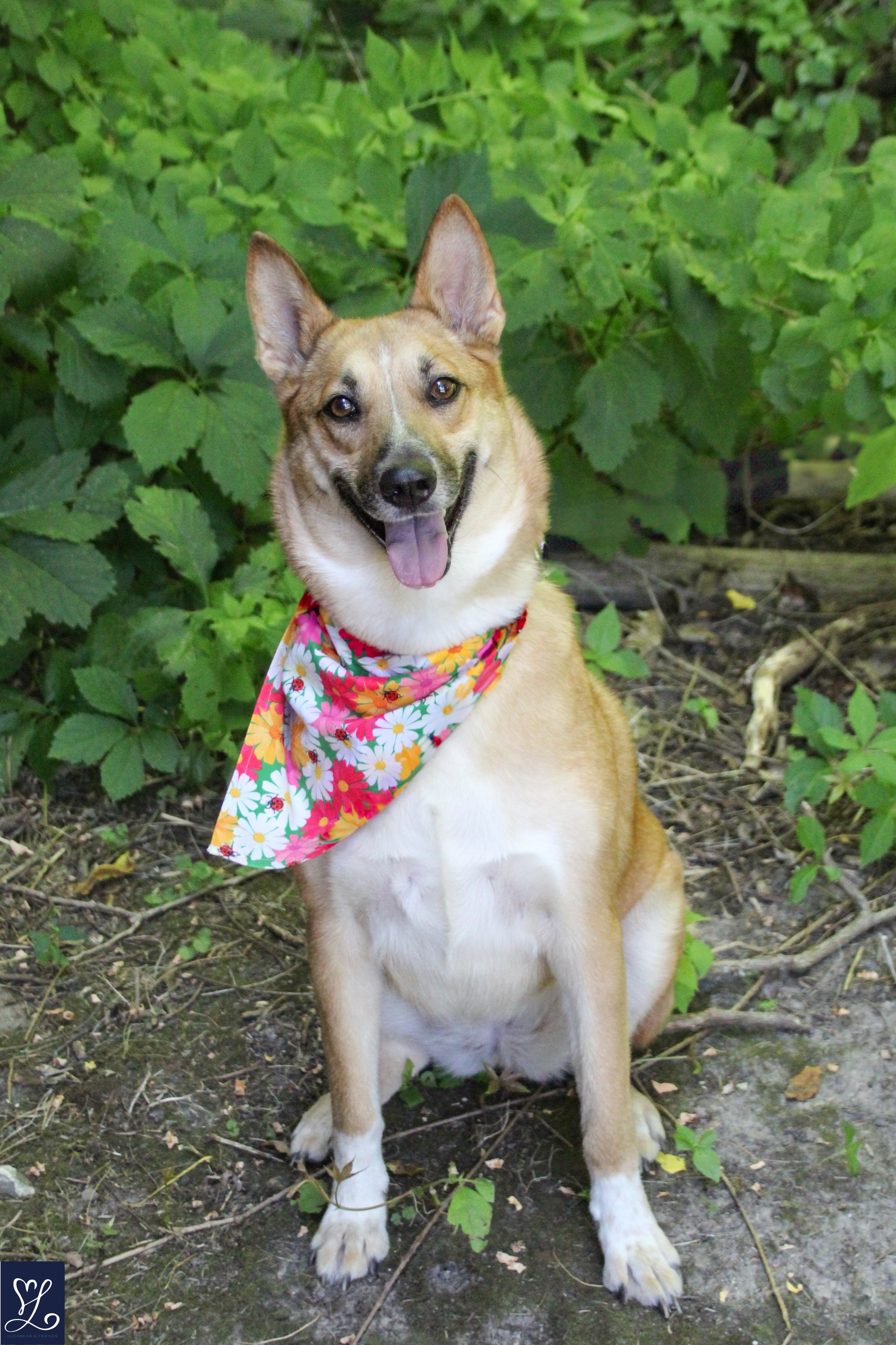 Foxy, Adoptable, Young Female Carolina Dog.