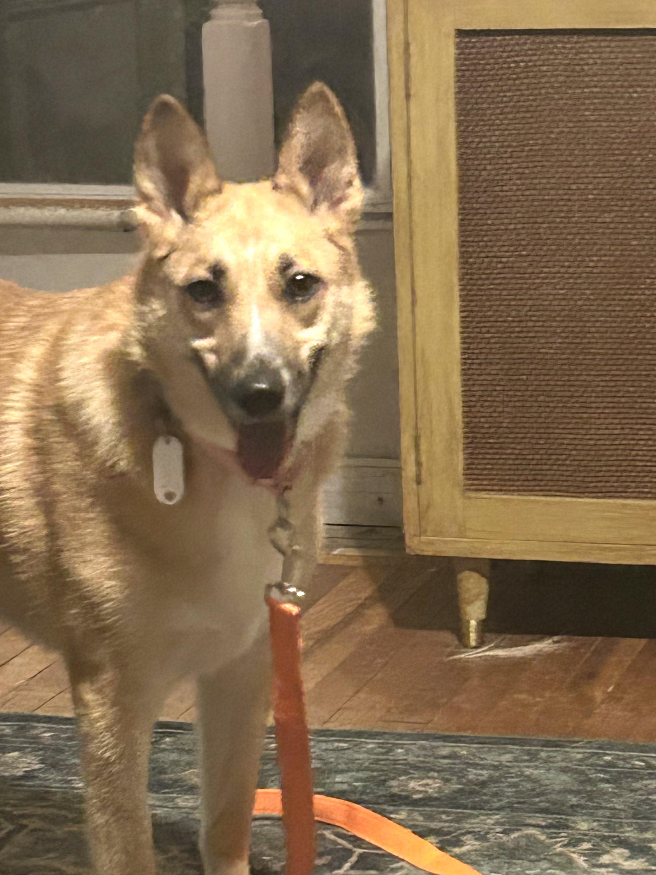 Foxy, a Adoptable mixed breed in CHURCHVILLE, NY image 3/4