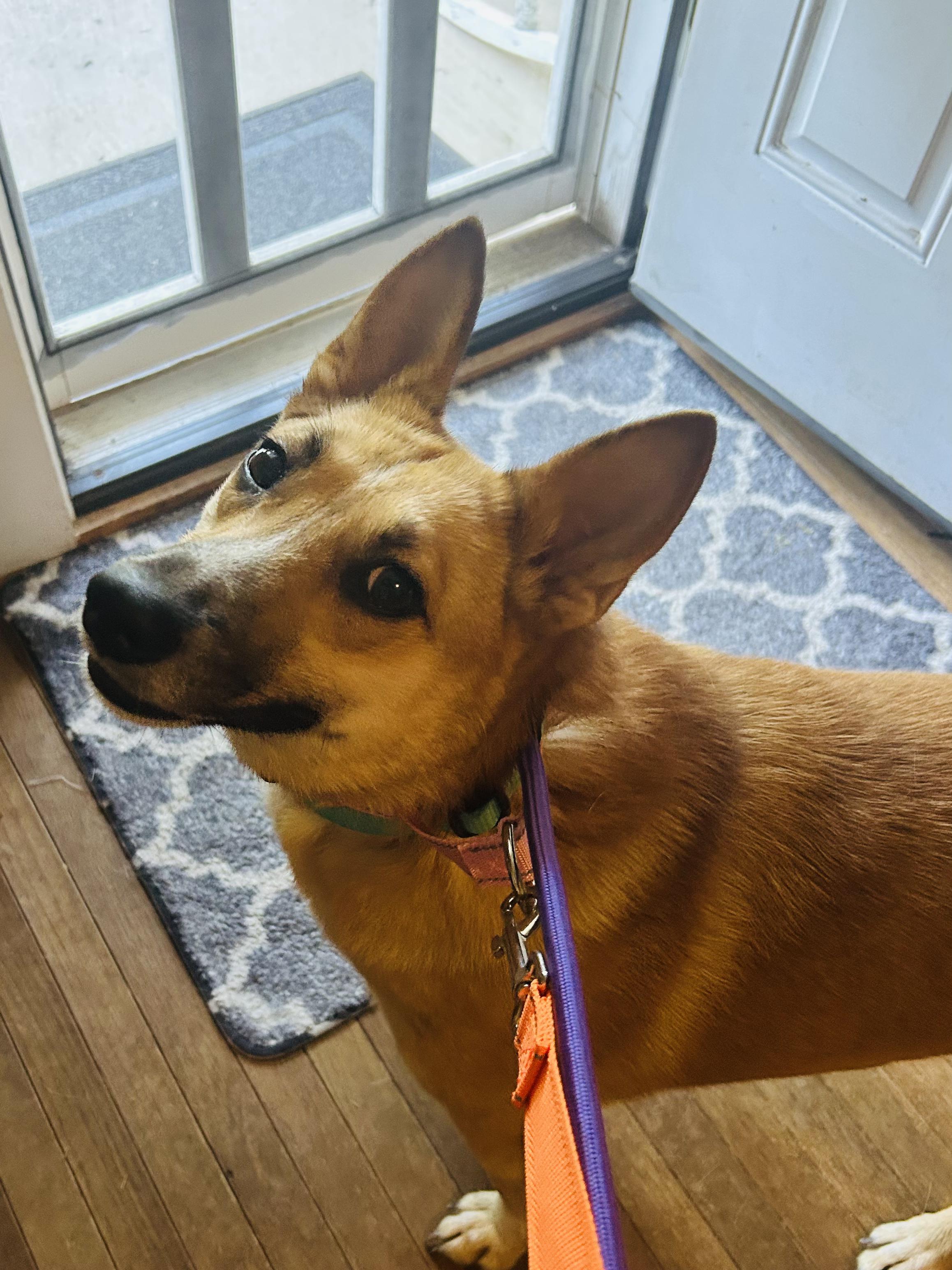 Foxy, a Adoptable mixed breed in CHURCHVILLE, NY image 4/4