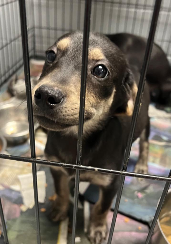 Elvis, a Adoptable Labrador Retriever in Greenwood, MS image 2/3