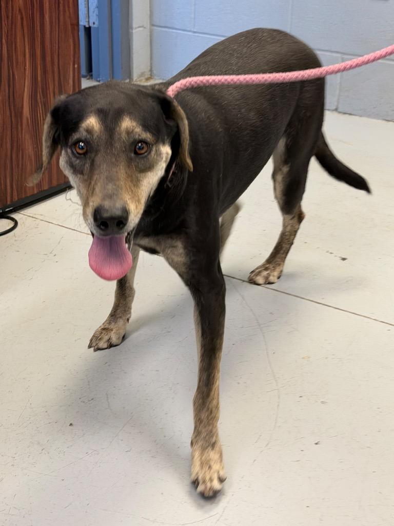 Elvis, a Adoptable Labrador Retriever in Greenwood, MS image 1/3