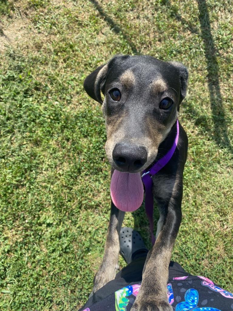 Elvis, a Adoptable Labrador Retriever in Greenwood, MS image 2/3