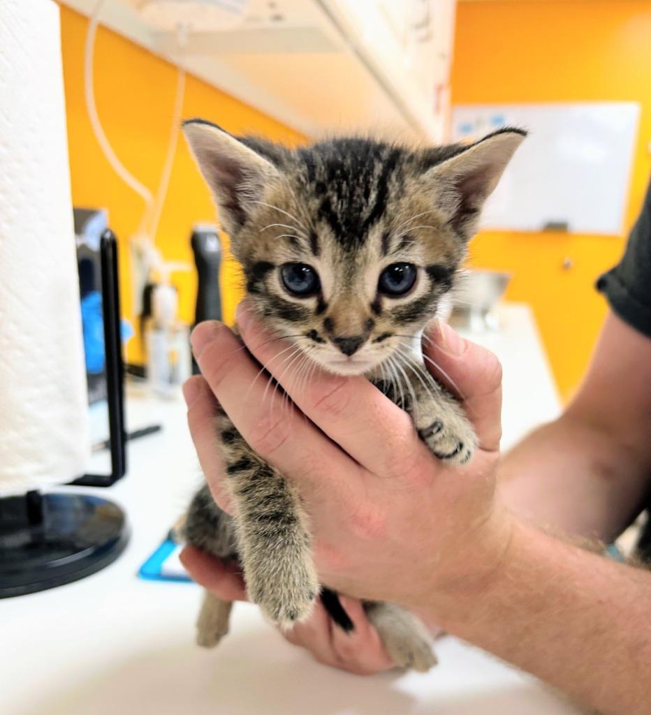 Warlock, Adoptable, Kitten Male Domestic Short Hair.