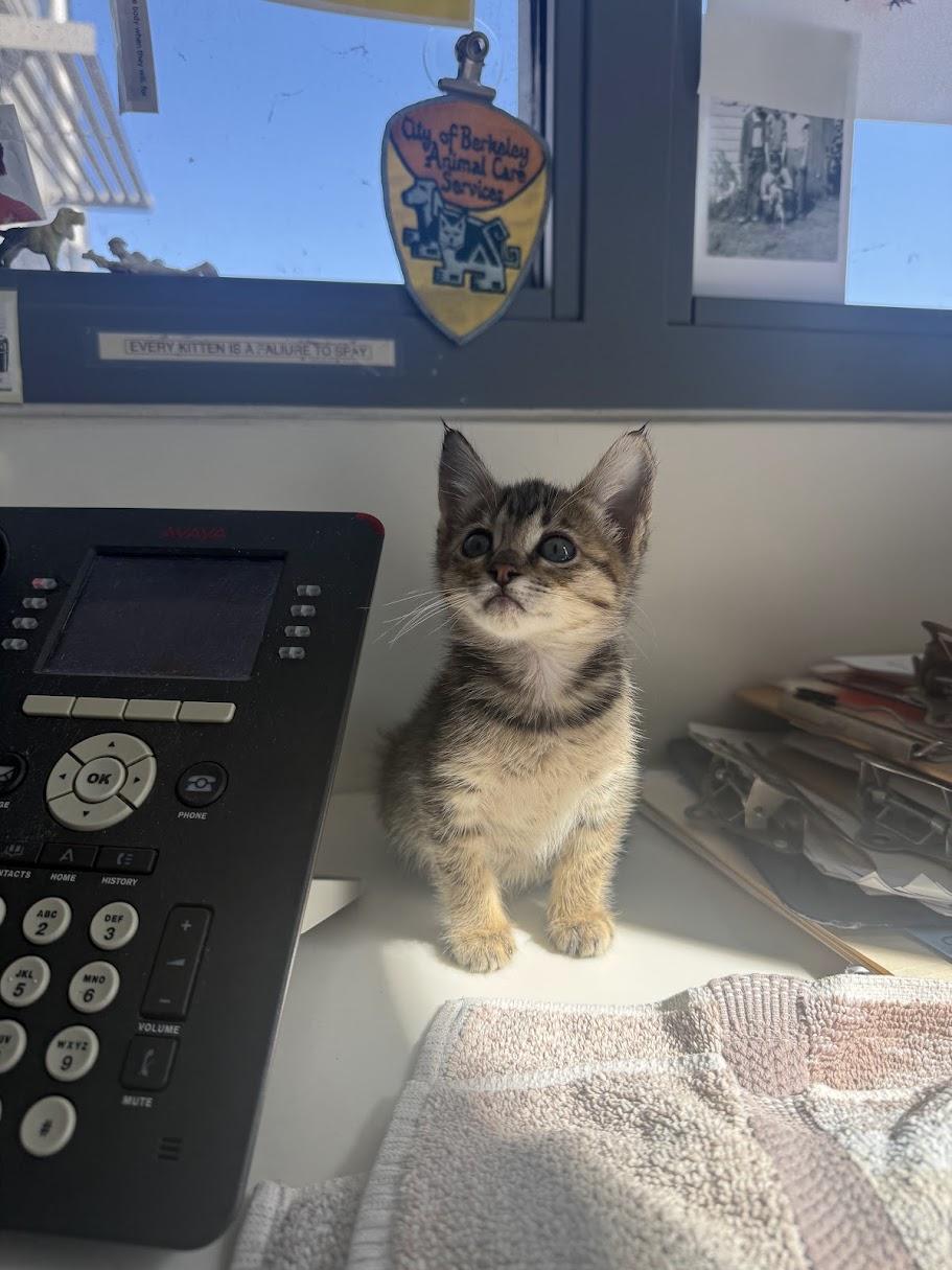 Enlarge Sammie, a Adoptable Domestic Short Hair in Berkeley, CA image 3/6