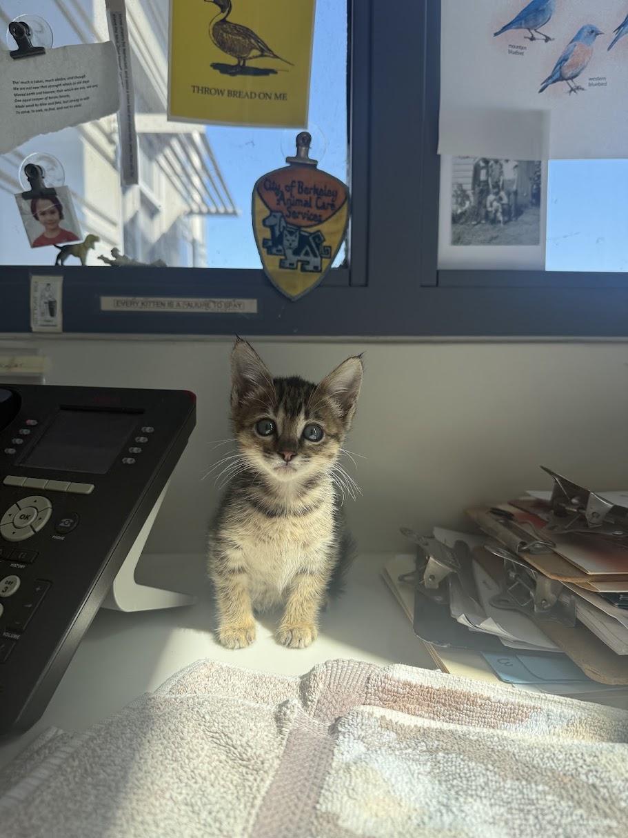 Enlarge Sammie, a Adoptable Domestic Short Hair in Berkeley, CA image 2/6