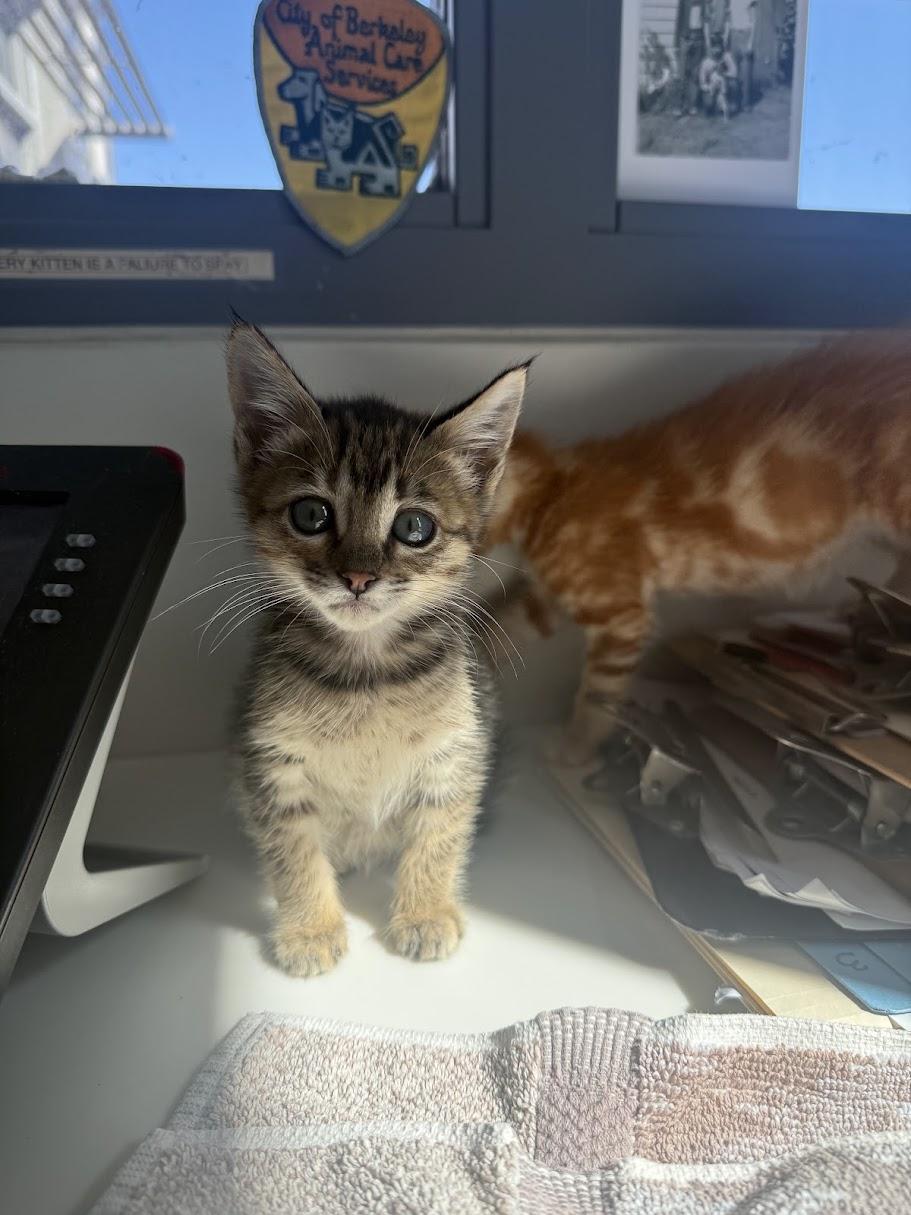 Enlarge Sammie, a Adoptable Domestic Short Hair in Berkeley, CA image 1/6
