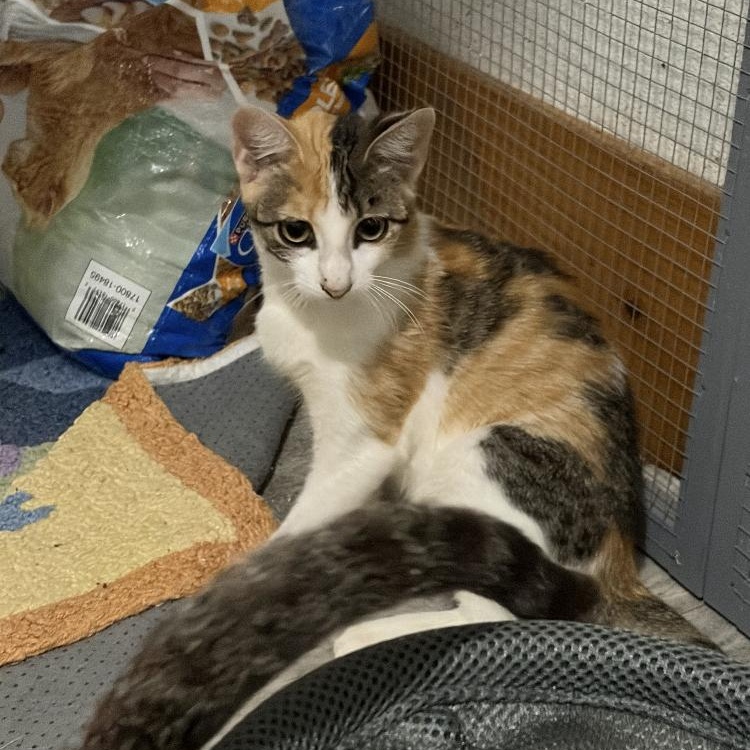Pumpkin, adopted, Kitten Female Domestic Short Hair.