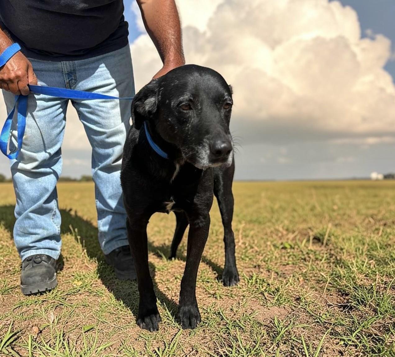 Rootie , ADOPTABLE, Adult Male Black Labrador Retriever.