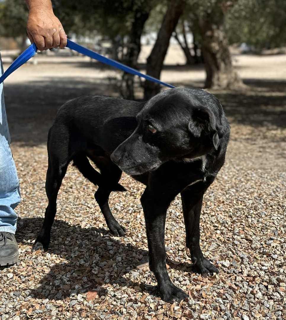 Rootie , a ADOPTABLE Black Labrador Retriever in Walla Walla, WA image 6/6