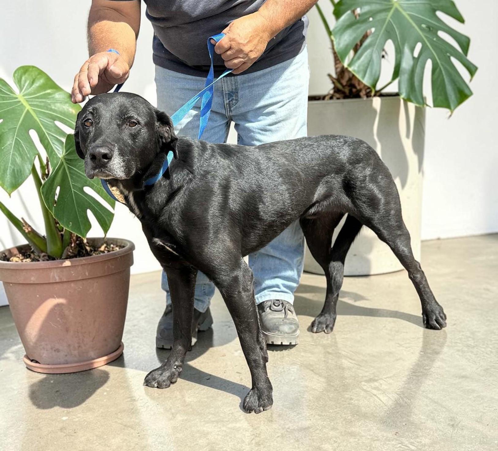 Rootie , a ADOPTABLE Black Labrador Retriever in Walla Walla, WA image 5/6