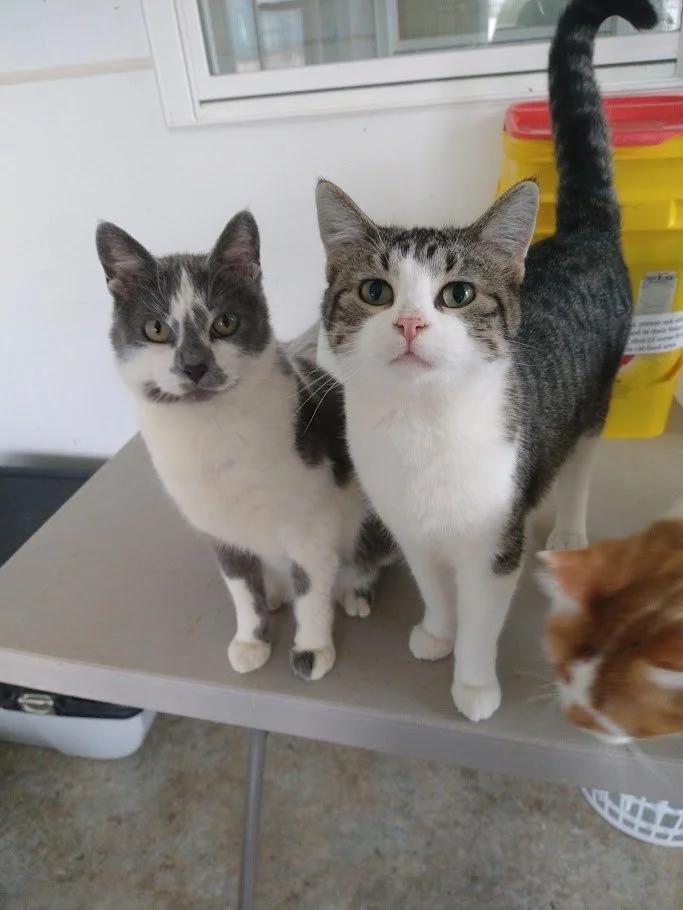 Pow, Adoptable, Adult Male Domestic Short Hair.