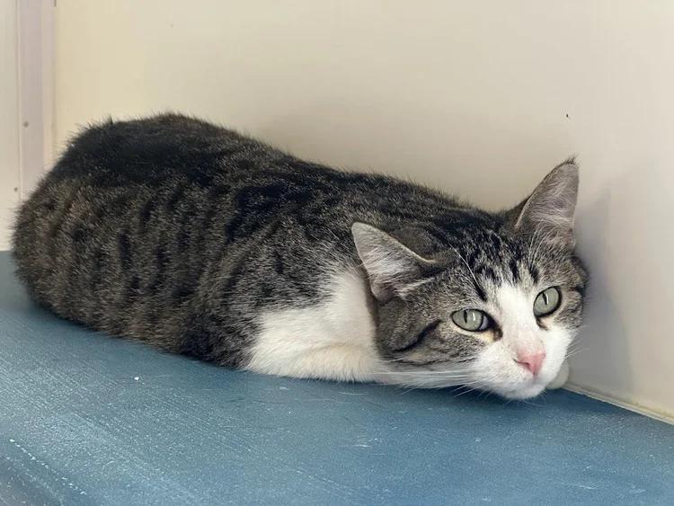 Enlarge Pow, a Adoptable Domestic Short Hair in Winona, MN image 2/6