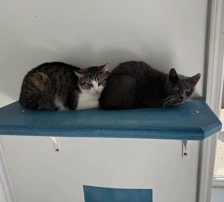 Enlarge Pow, a Adoptable Domestic Short Hair in Winona, MN image 3/6