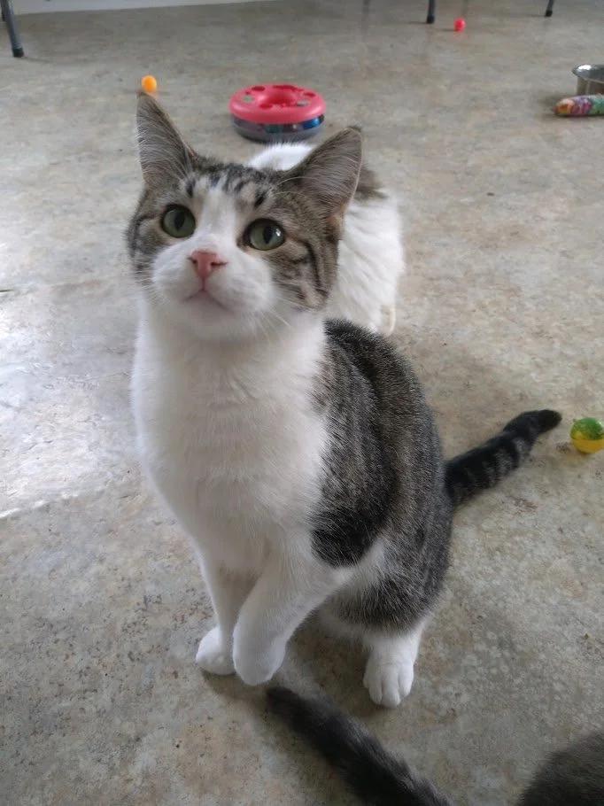 Enlarge Pow, a Adoptable Domestic Short Hair in Winona, MN image 4/6