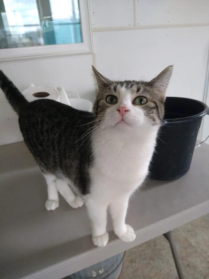 Enlarge Pow, a Adoptable Domestic Short Hair in Winona, MN image 6/6