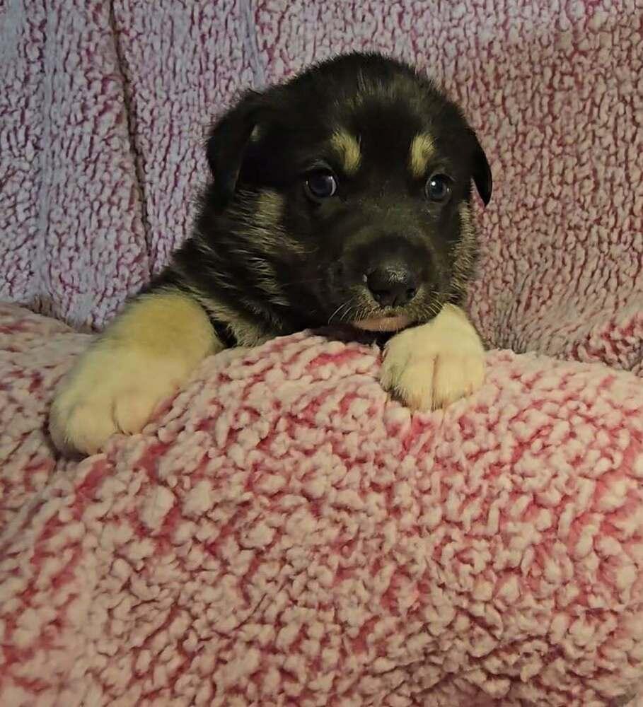 Enlarge Cash, a Adoptable mixed breed in Commerce City, CO image 5/6