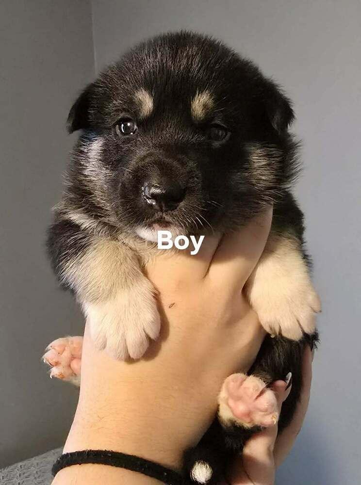 Enlarge Cash, a Adoptable mixed breed in Commerce City, CO image 6/6