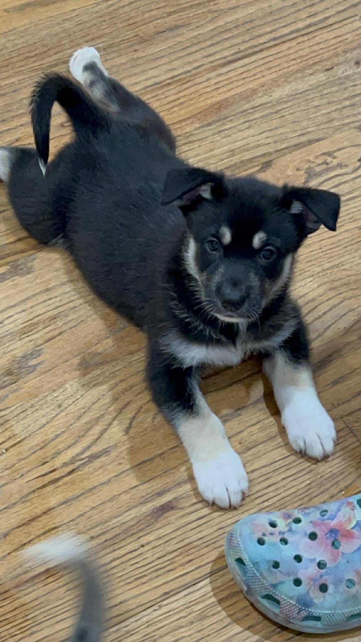 Cash, Adoptable, Puppy Male Shepherd & Husky.