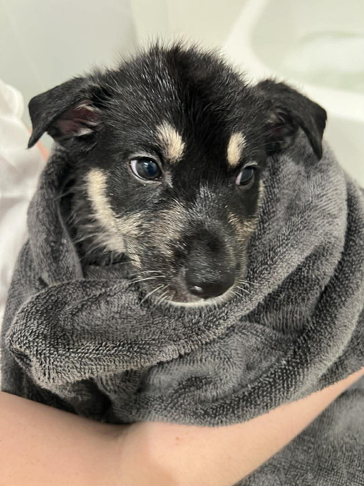 Enlarge Cash, a Adoptable mixed breed in Commerce City, CO image 4/6