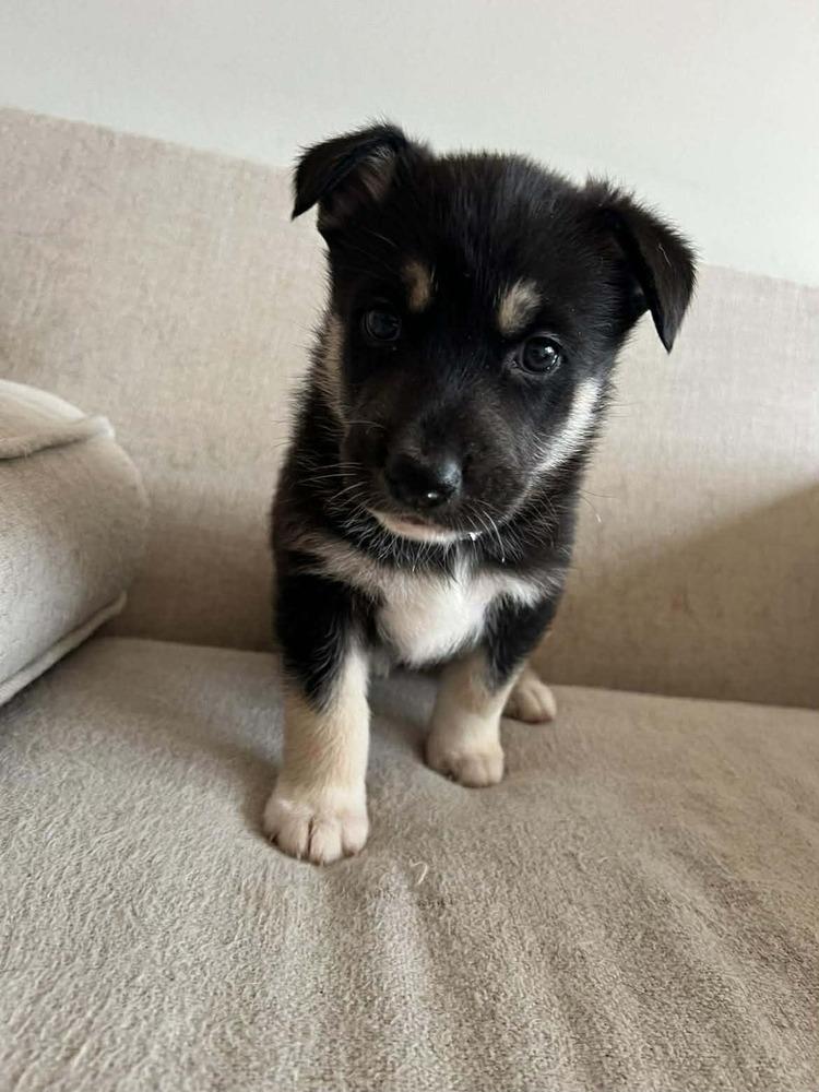 Enlarge Cash, a Adoptable mixed breed in Commerce City, CO image 2/6