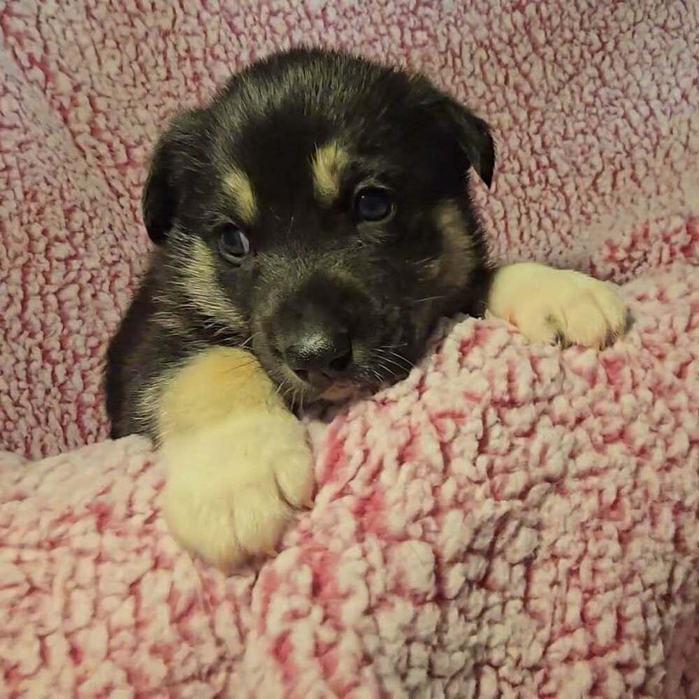 Enlarge Cash, a Adoptable mixed breed in Commerce City, CO image 3/6