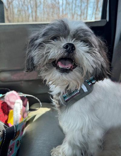 Prince, a Adoptable Shih Tzu in Arlington, VA image 1/3
